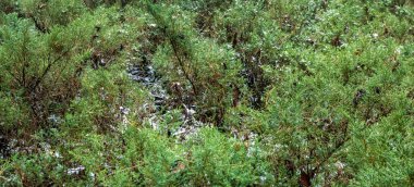 Yeşiller yemyeşil çalılar ve toprak örtüsü bitkileri beyaz karla kaplanarak vahşi bir bahçe ya da orman ortamında doğal bir kış düzeni oluşturur.