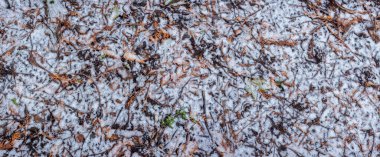 Kar taneleri yavaşça düşer ve kahverengi kuru yaprakları, küçük dalları ve orman zemininin karanlık toprağını kaplayarak doğal bir kış zemininin dokusunu oluşturur.