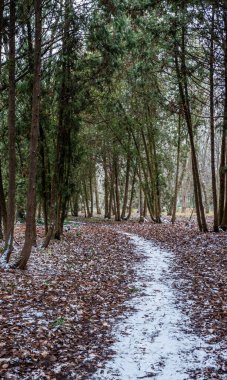 Etrafı kahverengi yapraklarla ve yüksek ağaçlarla çevrili, kışın yemyeşil ormanında hareket eden, taze karla kaplı sarmal yol, sessiz ve huzurlu bir doğal manzara yaratıyor.