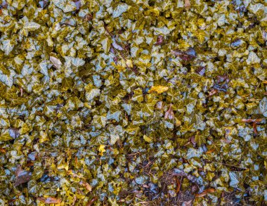 Farklı damarlara sahip canlı yeşil sarmaşık yaprakları canlı bir orman ortamında doğal desenleri ve dokuları gösteren yoğun, organik bir zemin örtüsü oluşturur.