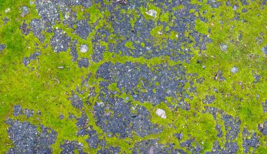 Yeşil yosun yamaları koyu, yıpranmış asfalt bir yüzeyi kaplayarak doğal desenler oluşturur ve canlı bir organik arkaplan dokusu sağlar.