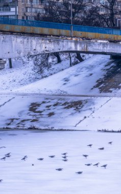 Kış kentlerinde donmuş bir nehrin buzunun üzerinde duran martılar, arka planda mavi ve sarı korkuluklar ve yerleşim binaları bulunan beton bir köprüye sahipler.