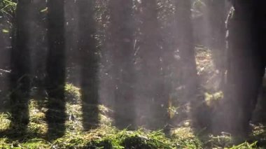 Güzel güneş ışınları yeşil çimlerin üzerinde kırsal bir çitin içinden ışık ve gölge yaratıyor.