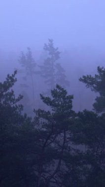 Uzun ağaçların yoğun mavi sabah sisinde kaybolduğu kasvetli çam ormanı manzarası