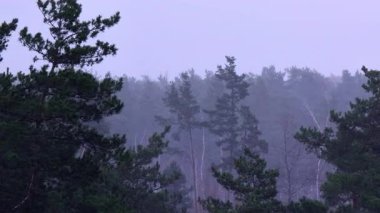 Yoğun bir çam ormanına şiddetli kar yağıyordu. Şiddetli, rüzgarlı bir kış fırtınası sırasında.