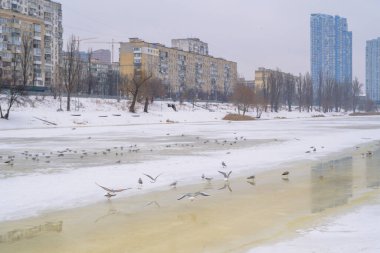 Kyiv 'de kısmen donmuş Dinyeper nehrinde toplanan martılar, konut binaları ve karla kaplı şehir manzarası soğuk ve tipik bir kış şehri manzarası yaratıyor.