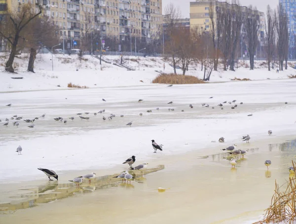 Martılar ve kargalar da dahil olmak üzere vahşi kuşlar kış boyunca bir kentte kısmen donmuş bir nehirde toplanıyor ve arka planda kar ve kentsel binalar kaplanıyor.