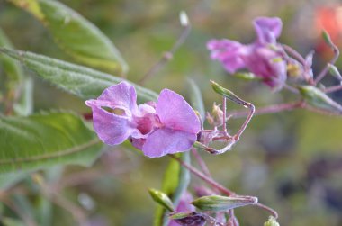 Bahçedeki çiçekler