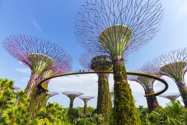 El Botánico del jardín cerca de la bahía en la ciudad en Singapur —  Fotos de Stock