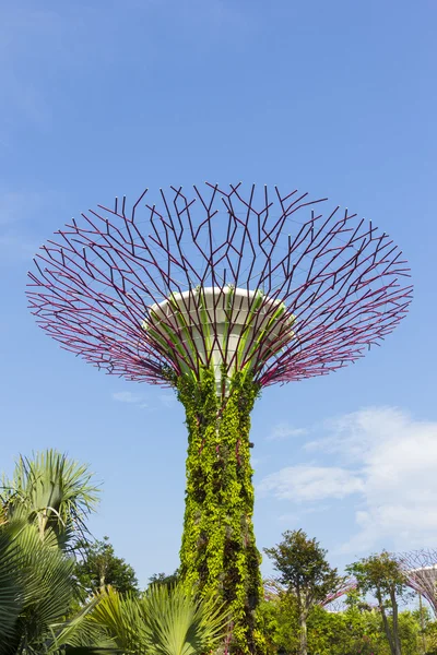 L'arbre botanique du jardin au bord de la baie — Photo