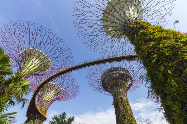 De botanische tuin van de baai in stad in Singapore — Stockfoto