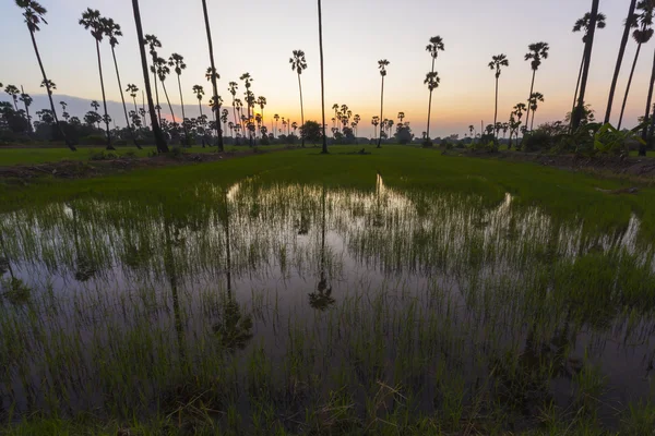Manzara pirinç alan şeker palmiye ağaç arka planda Günbatımı ile — Stok fotoğraf