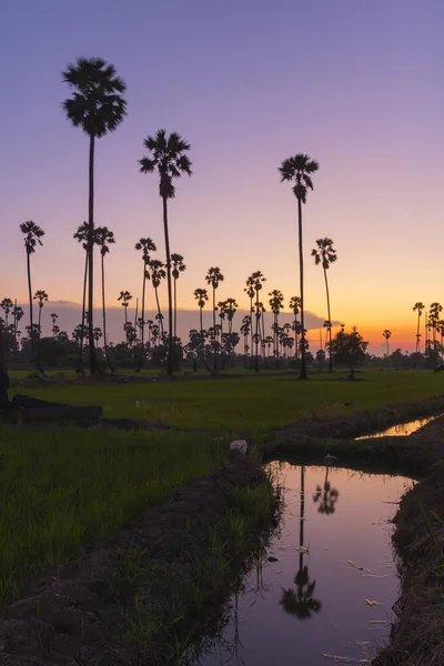 Landscape sugar palm tree refect on water in twilight — Stock Photo, Image