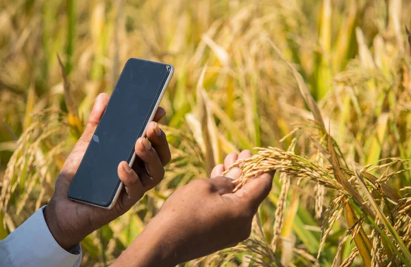 Close up of Farmer Hands checking the crop yield and pests by using mobile Phone - Concept of Farmer using Smartphone technology and internet in agriculture farmland