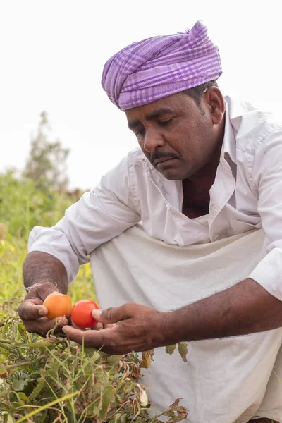 Sorglig Indisk Jordbrukare Som Tittar Skadedjur Eller Insekter Attackerade Tomater — Stockfoto