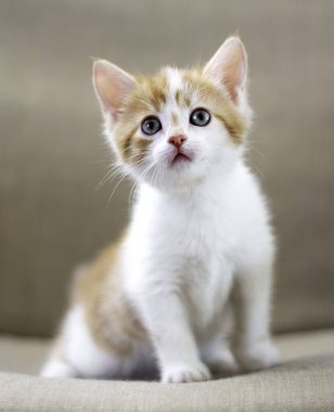 Beyaz renkli kızıl saçlı bir kedi bej bir kanepede oturur ve ileriye ve yukarıya bakar. Kedi portresi, dikey biçim, sevimli pofuduk kedi yavrusu.