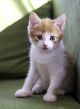Yorgun, küçük kedi yavrusu yeşil bir kanepeye oturur ve üzülür, makro resimli kedicik.