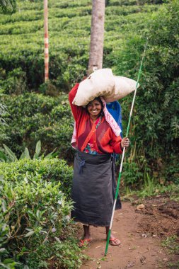 NUWARA ELIYA, SRI LANKA - SEPTEMBER 4 : Female tea picker in tea plantation in Nuwara Eliya, September 4, 2019. 