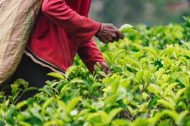 Tea picker holding in her hands freshly picked green tea leaves, Sri Lanka