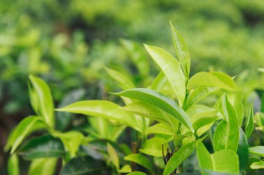 Tea leaves. Depth of field.