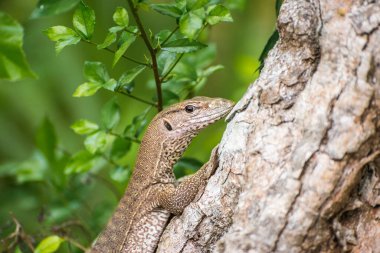 Monitor lizard Varanus on the tree in Anuradhapura, Sri Lanka