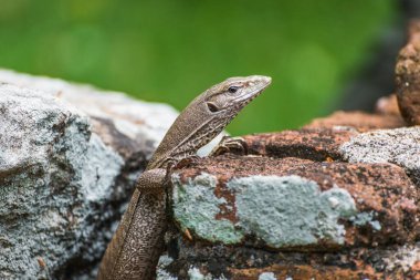 Monitor lizard Varanus on stone bricks in Anuradhapura, Sri Lanka