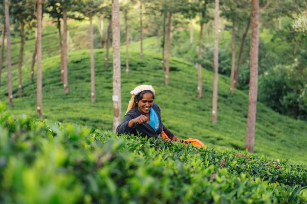 Nuwara Eliya Sri Lanka September Female Tea Picker Tea Plantation — Stok fotoğraf