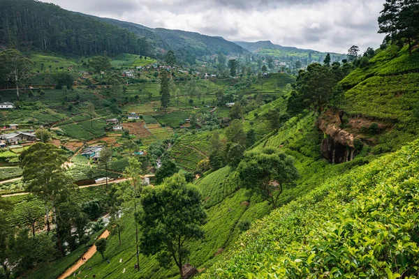 Sri Lanka Tea Factory Close Nuwara Eliya — Stok fotoğraf