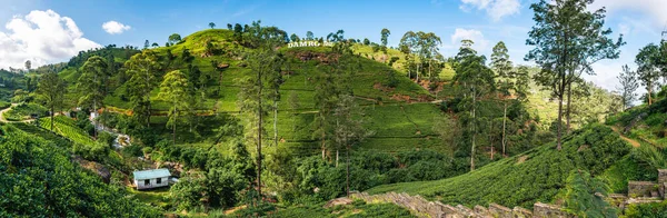 Labookellie Sri Lanka September 2019 Damro Labookellie Tea Factory Close — Stok fotoğraf