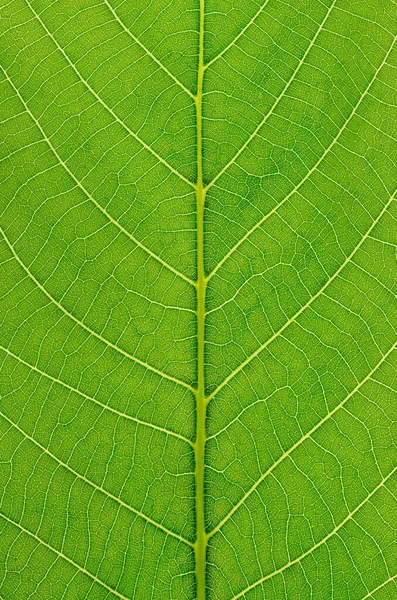 Зелене Листя Текстури Фону Світлом Позаду Фотографія Високої Роздільної Здатності — стокове фото