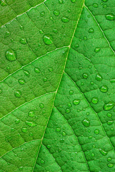 Makroaufnahme Der Wassertropfen Auf Dem Grünen Blatt Nach Den Regentropfen — Stockfoto