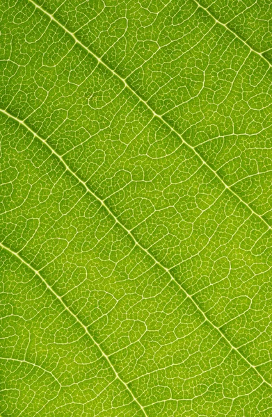 緑の葉の質感の背景に光があります 高解像度写真 フィールドの深さはない 葉のマクロ写真 — ストック写真