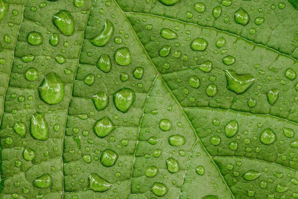 Macro photo of the water drops on green leaf after the rain droplets. Beautiful natural close up photo. High resolution macro photo.