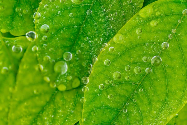 Makroaufnahme Der Wassertropfen Auf Dem Grünen Blatt Nach Den Regentropfen — Stockfoto