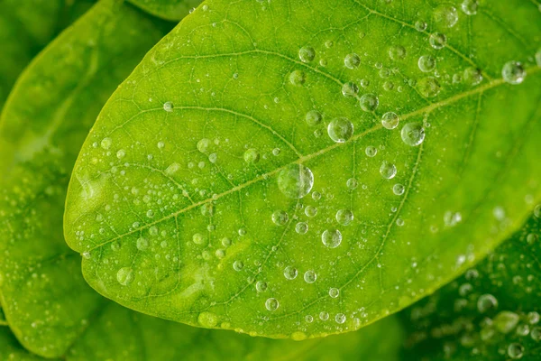 雨の滴の後 水のマクロ写真は緑の葉の上に落ちる 美しい自然を閉じる写真 高解像度マクロ写真 — ストック写真