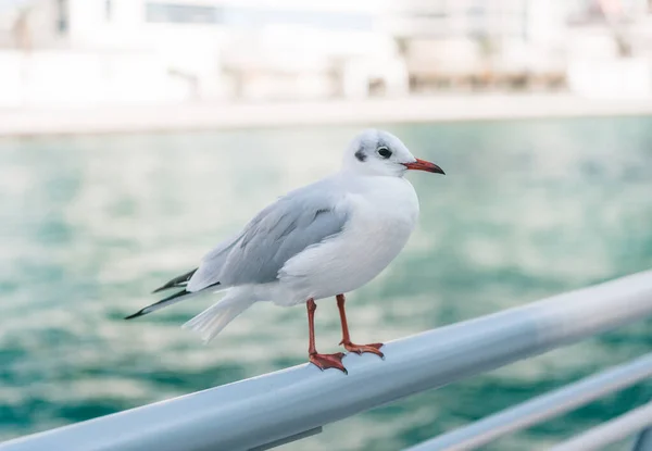 Beautiful Seagull Sit Parapet Embankment Dubai Marina Area — Stock Photo, Image