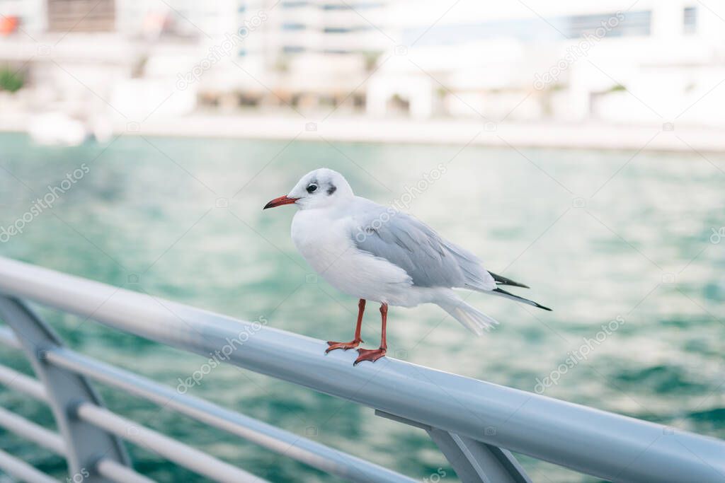 Beautiful seagull sit on the parapet of the embankment in the Dubai Marina area.