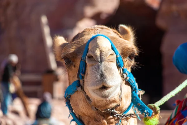 Tête de chameau gros plan — Photo