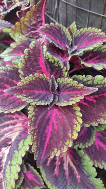 Biftek fabrikasının gündüz fotoğrafı.