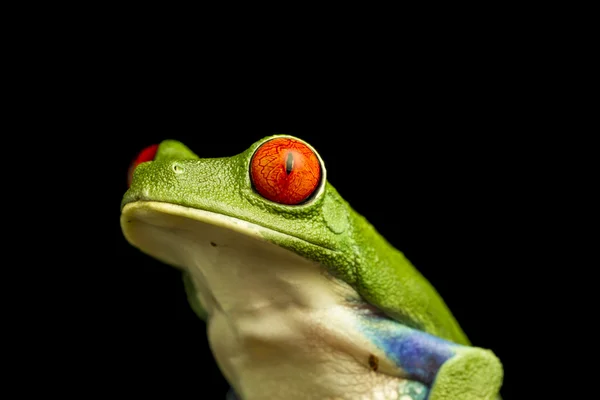 Red-Eyed yeşil ağaç kurbağası (amfibi callidryas, yakın çekim) — Stok fotoğraf