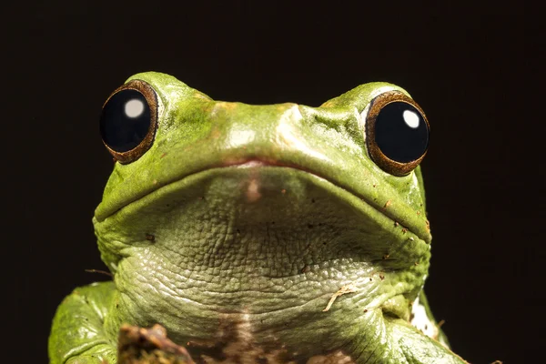 Vietnamese Blue (Gliding or Flying) Tree Frog (Polypedates denny — Stock Photo, Image