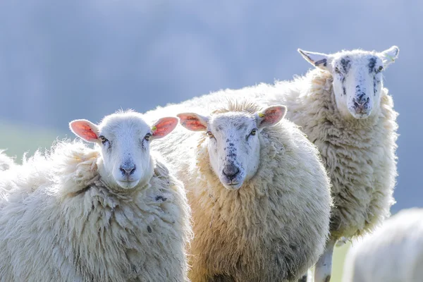 Two back lit sheep staringinto camera — Stock Photo, Image