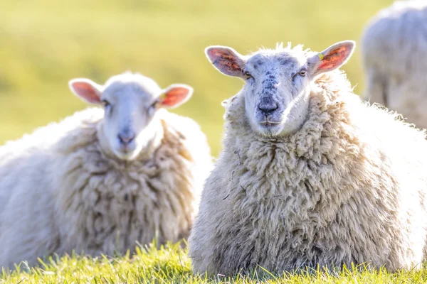 Moutons éclairés dos couché face à la caméra Image En Vente