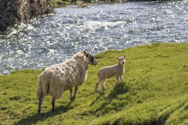 Ewe and lamb on a river bank — Stock Photo, Image