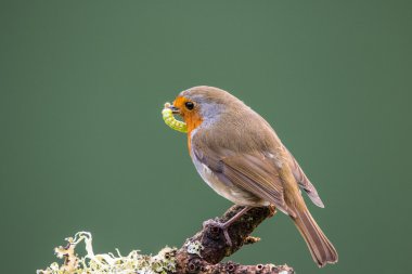 Bir caterpi tutan bir dal üzerinde tünemiş Robin (Erithacus rubecula)