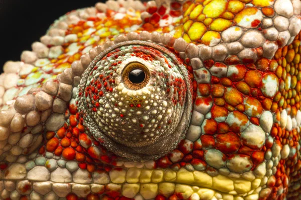 Κοντινό πλάνο του ματιού του ένα χαμαιλέοντα πάνθηρα (Furcifer Παρδάλης) — Φωτογραφία Αρχείου
