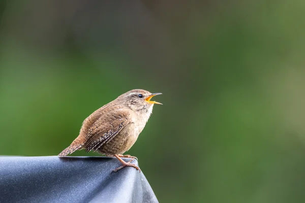 Cantando Wren (troglodytes troglodytes ) — Fotografia de Stock