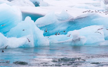  Kuzey Kutup sumrusu (Sterna paradisaea) Jokulsarlon, buzul Balık tutma
