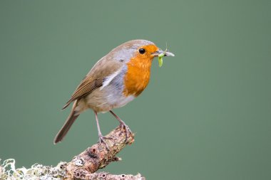 Yemek için tutan bir şube Robin (Erithacus rubecula) tünemiş 
