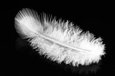 White feather on black reflective background clipart
